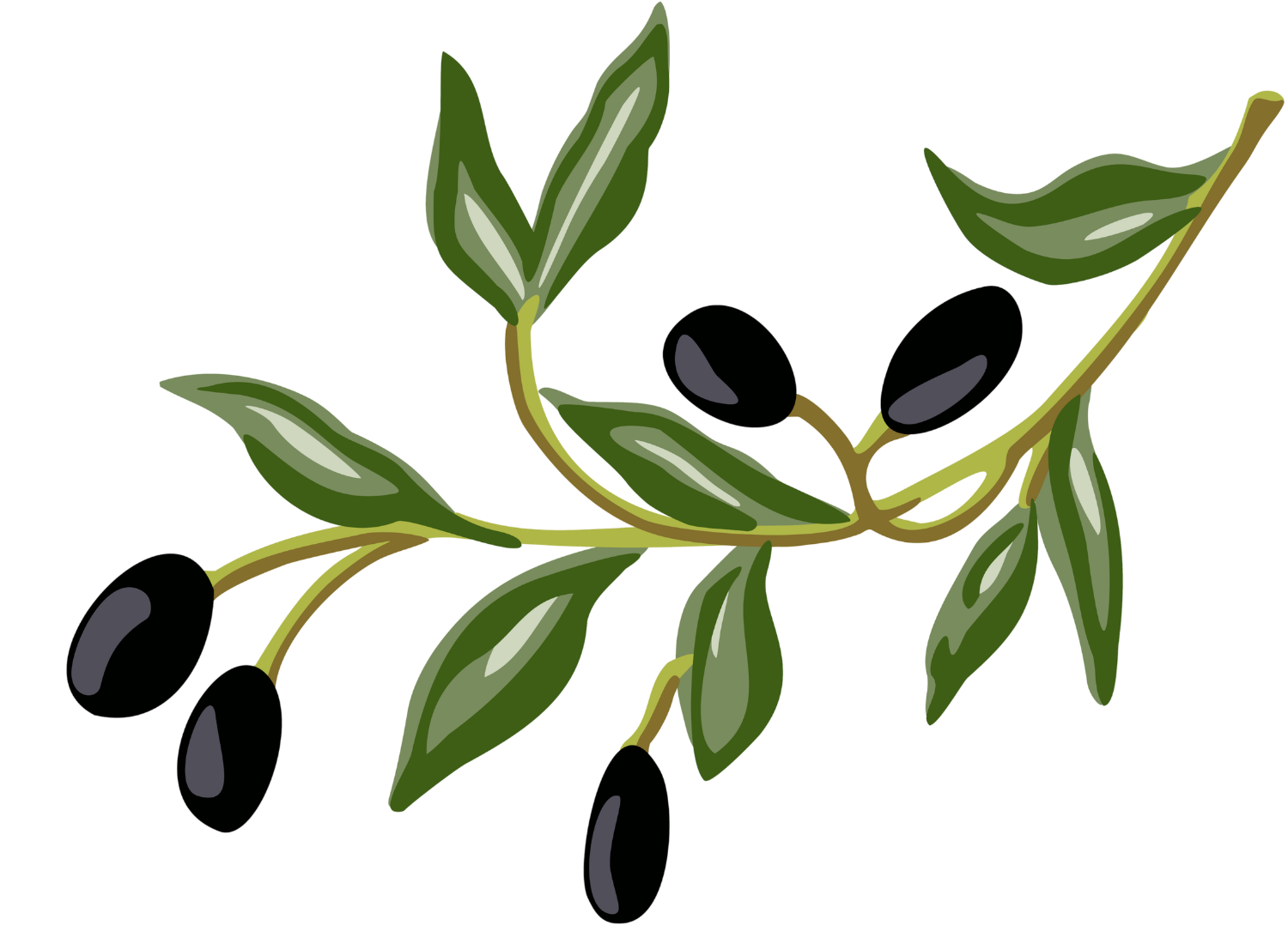 Azeitona Olivenzweig